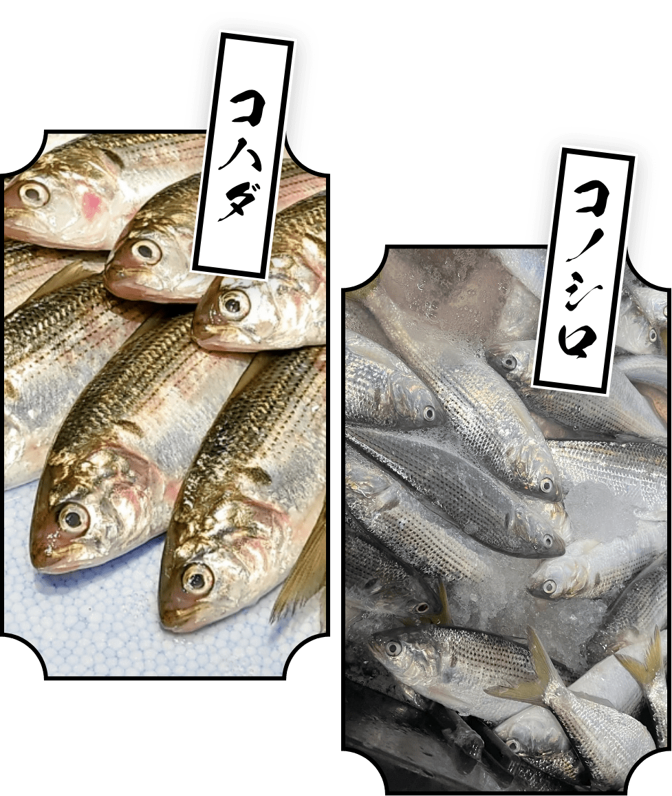 魚の写真