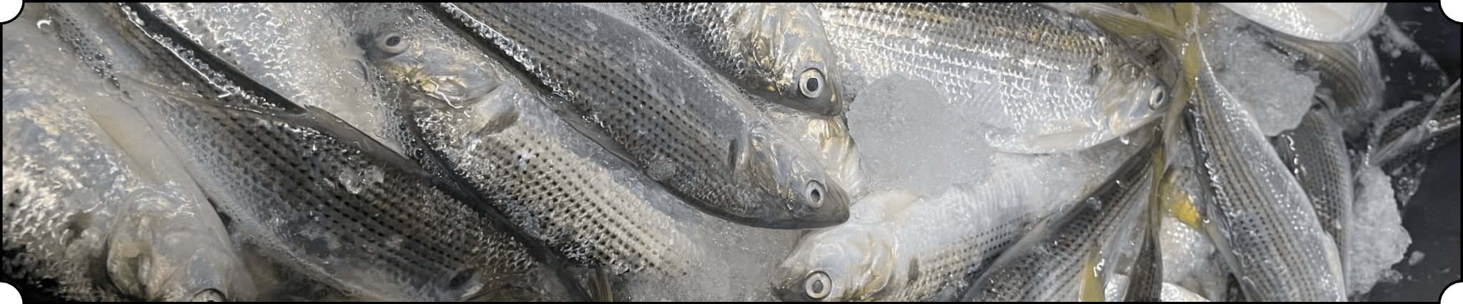 魚の写真