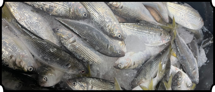 魚の写真
