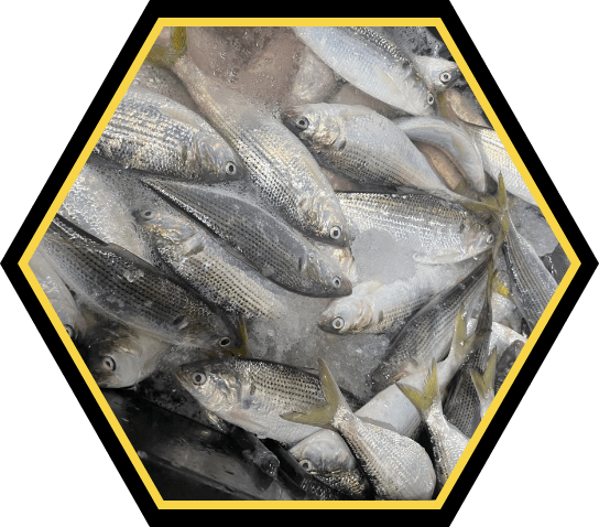 鮮魚の写真