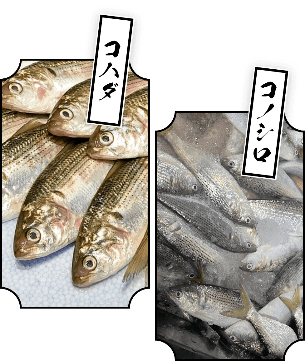 魚の写真