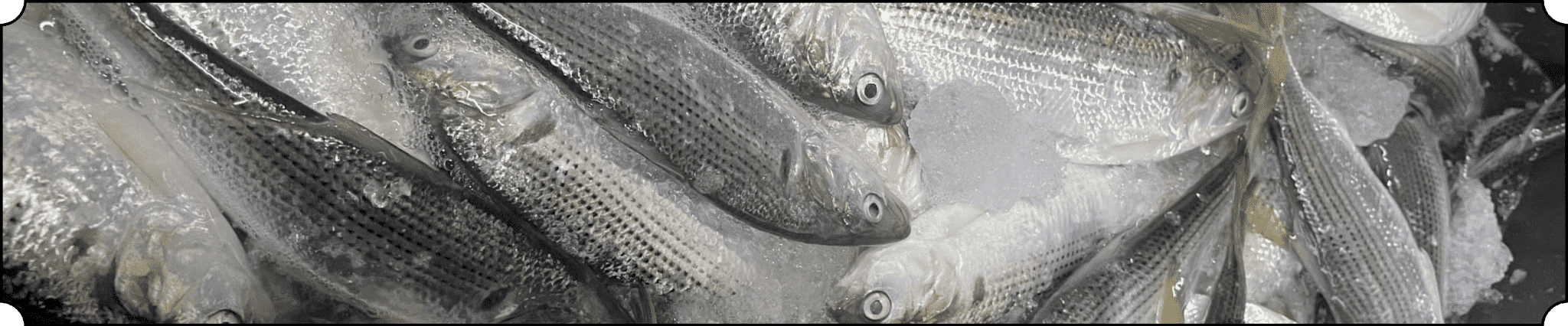 魚の写真